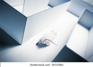 Mouse Running Inside A Maze