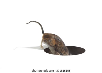 Mouse Searching In Hole