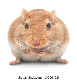 the mouse sits and eats sunflower seeds. isolated on a white background. Gerbillinae