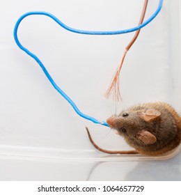 The Mouse Sits At The Gnawed Electrical Wires