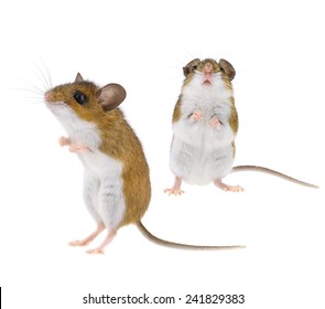 Mouse Standing Upright - Isolated Brown & White Woodlands Deer Mice - Peromyscus