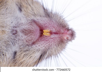 Mouse teeth on a white background closeup mice - Shutterstock ID 772460572
