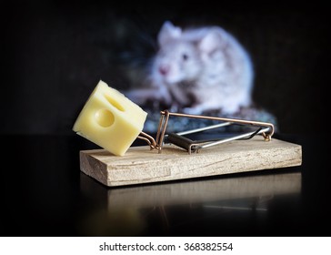 Mouse Trap