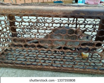 Mouse Trap Cage