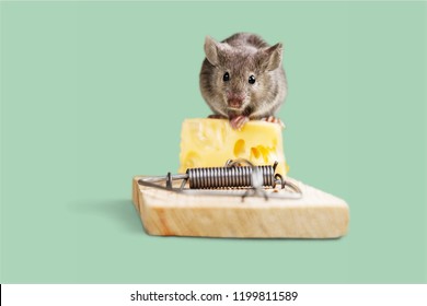 Rat with Yellow Cheese Tile LEGO Grey Mouse