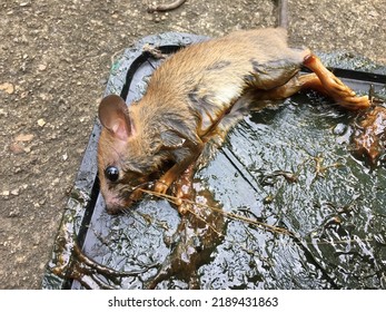 Mouse Trap With Sticky Glue It Is One Of The Most Common Methods Of Pest Control. And Mice In The House.