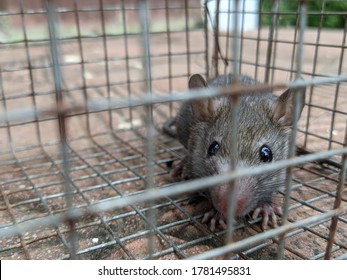 Mouse trapped in a cage and trying to escape. - Powered by Shutterstock