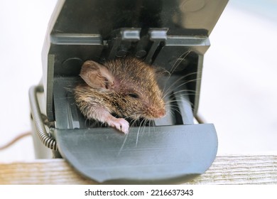 Mouse Trapped. Mouse Caught In A Mousetrap That Can't Get Free. Limited Depth Of Field.