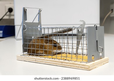 Mousetrap Close Classic Spring Mouse Trap Stock Photo 261079964