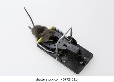 46,455 Pests rodents Images, Stock Photos & Vectors | Shutterstock