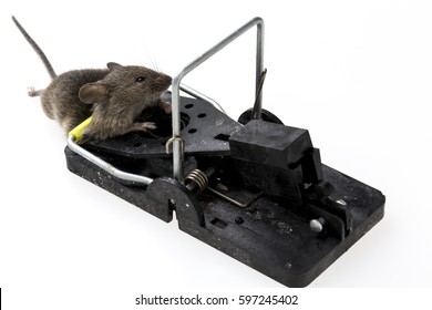 14,705 Trapped Mouse Images, Stock Photos & Vectors | Shutterstock