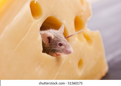 Mouse Vs. Cheese