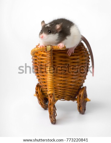 Mouse and wooden toy car