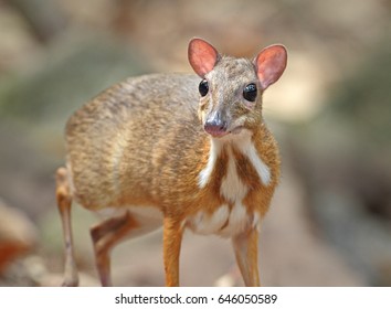 Mouse-deer, Chevrotain