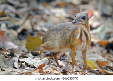 Mouse-deer, Chevrotain