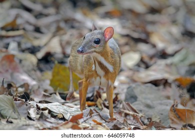 Mouse-deer, Chevrotain