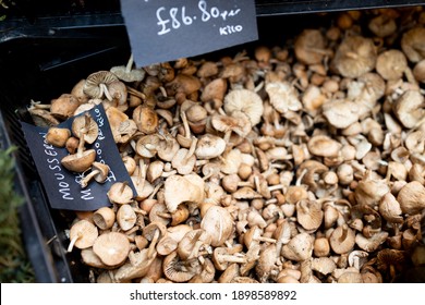 Mousseron Mushroom In A Big Plastic Box In A Street Market