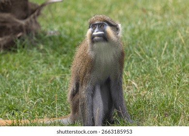 The moustached guenon or moustached monkey (Cercopithecus cephus) is a species of primate in the family Cercopithecidae.