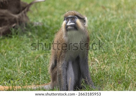 The moustached guenon or moustached monkey (Cercopithecus cephus) is a species of primate in the family Cercopithecidae.