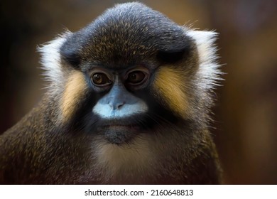 Moustached monkey  portrait in low light.close up face.