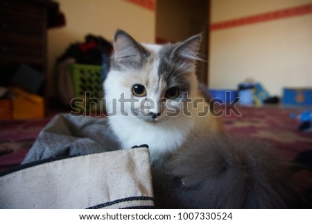 The mousy cat | Muchys Zdjęcia stock © 