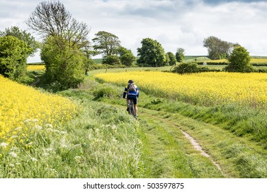 Moutain Biker In A Rapeseed Field