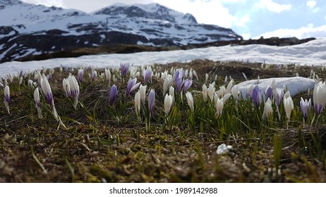 Splügen Moutains In The Switzerland Engadin