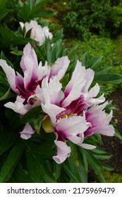 Moutan Peony, Paeonia Suffruticosa Andrews. 