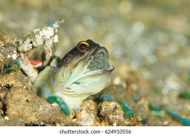 Mouth Brooding Jaw Fish