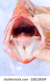 Mouth Of Deep Sea Perch