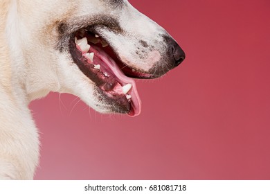 Mouth Of A Dog