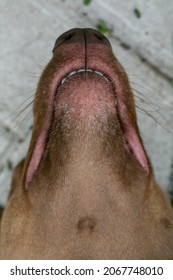 The Mouth Of A Dog With Sharp White Teeth. Dog Open Mouth Close-up. Dog Mouth Side View. Fangs Of An Angry Dog Close Up.