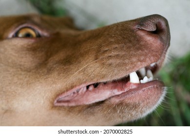 The Mouth Of A Dog With Sharp White Teeth. Dog Open Mouth Close-up. Dog Mouth Side View. Fangs Of An Angry Dog Close Up.