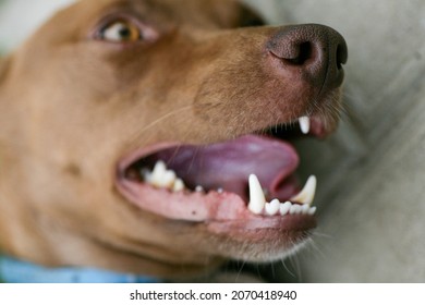 The Mouth Of A Dog With Sharp White Teeth. Dog Open Mouth Close-up. Dog Mouth Side View. Fangs Of An Angry Dog Close Up.