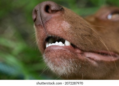 The Mouth Of A Dog With Sharp White Teeth. Dog Open Mouth Close-up. Dog Mouth Side View. Fangs Of An Angry Dog Close Up.