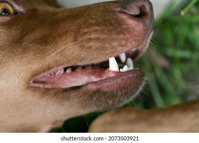 The Mouth Of A Dog With Sharp White Teeth. Dog Open Mouth Close-up. Dog Mouth Side View. Fangs Of An Angry Dog Close Up.