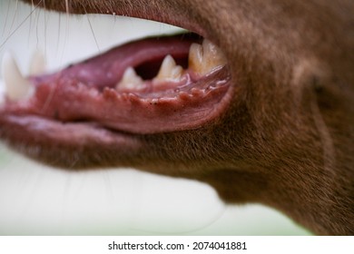 The Mouth Of A Dog With Sharp White Teeth. Dog Open Mouth Close-up. Dog Mouth Side View. Fangs Of An Angry Dog Close Up.