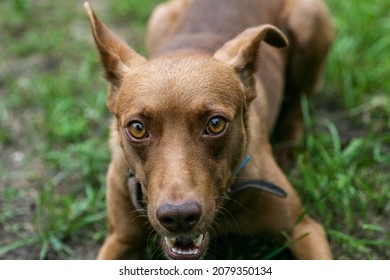 The Mouth Of A Dog With Sharp White Teeth. Dog Open Mouth Close-up. Dog Mouth Side View. Fangs Of An Angry Dog Close Up.