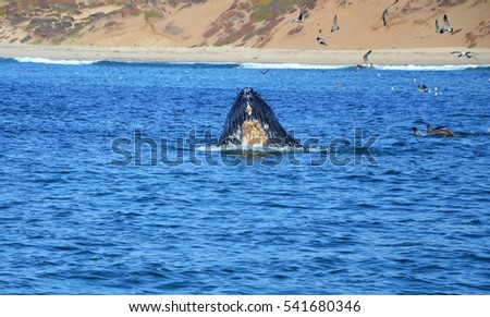 Mouth of Humpback Whale in Pacific Ocean at Whalewatching tour in Monterey, California Stock foto © 
