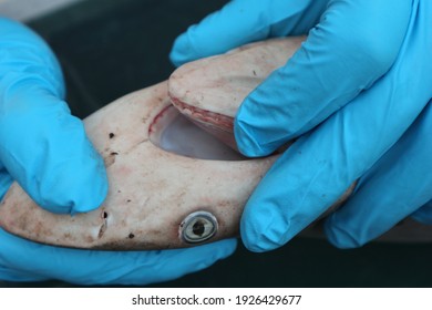 Mouth Of A Juvenile Spinner Shark (Carcharhinus Brevipinna) Is Examined