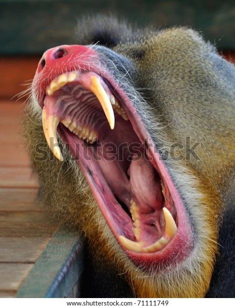 猿の口 ヒヒ の写真素材 今すぐ編集