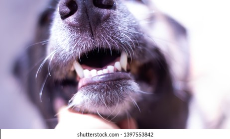 what does black in a dogs mouth mean