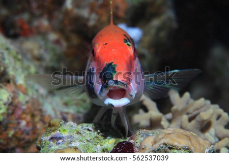 Mouth of Redstriped goatfish (Parupeneus rubescens) underwater in the red sea 
