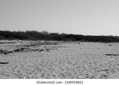 The Mouth Of The Serchio River