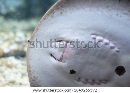 The mouth of a stingray that looks like a smile.