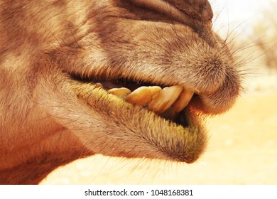 Camel Teeth Images, Stock Photos & Vectors | Shutterstock