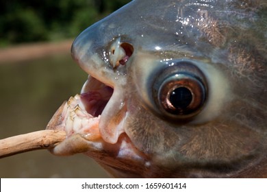 Mouth With Teeth Of The Pacu Fish