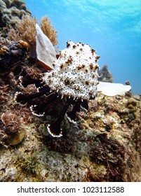 Mouth And Tentacles Of Sea Cucumber