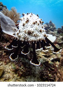 Mouth And Tentacles Of Sea Cucumber