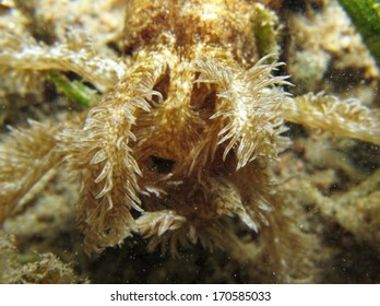 Mouth Of A Worm Sea Cucumber